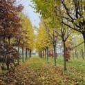 Carpinus betulus 'Frans Fontaine'   (Fastigiata) - impressie herfstkleuren partij