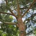 Pinus sylvestris - 8