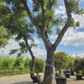Quercus suber - 3