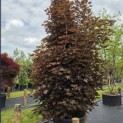Acer plat. 'Crimson King' - Foto 3