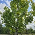 Acer platanoides 'Princeton Gold' - Foto 5