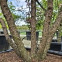Taxus baccata - 4