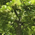 Tilia americana 'Nova' - 2