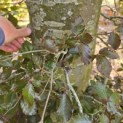 Fagus sylvatica 'Atropunicea' - 1