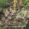 Fagus sylvatica 'Atropunicea' - 1