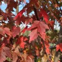 Acer Rubrum 'Brandywine' - 2