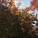 Fagus sylvatica 'Atropunicea' - Foto 3