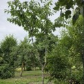 Prunus avium 'Bigarreau Burlat' - Foto 6