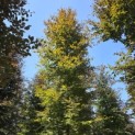 Fagus sylvatica 'Atropunicea' - 3