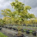 Acer palmatum - 1
