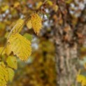 betula nigra - 1