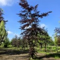 Fagus sylvatica 'Atropunicea' - Foto 5