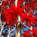 Acer palmatum 'Fireglow' - Japanse esdoorn blad