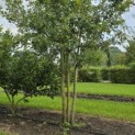 Quercus robur - Foto 1