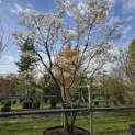 Amelanchier lamarckii - 1