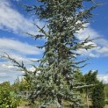 Cedrus libani 'Glauca' - 4