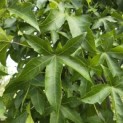 Liquidambar styraciflua 'Palo Alto' - Foto 1