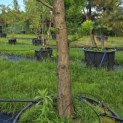 Taxodium distichum 'Peve Minaret' - Foto 2