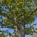 Betula nigra - Foto 5