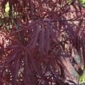 Acer palmatum 'Garnet' - 1