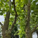 Platanus x Hispanica - mei 2026