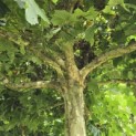 Platanus hispanica - Foto 5