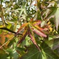 Liquidambar styraciflua 'Worplesdon' - 1