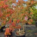Cornus  kousa  'Scarlet Fire' - Foto 2