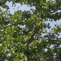 Ginkgo biloba - Foto 3