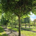 Platanus x hispanica - 4
