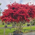 Rododendron Azalea 'Stewartstonian' - 4