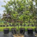 Quercus ilex - 1