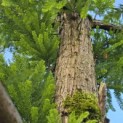 Taxodium distichum 'Peve Minaret' - Foto 1