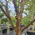 Acer griseum - 2