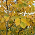 Cladrastris kentukea - 1