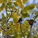 Juglans regia - Foto 3