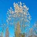 Magnolia loebneri 'Merrill' - Afbeelding 1