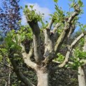 Platanus x hispanica - Foto 1