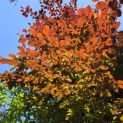Fagus sylvatica 'Atropunicea' - Foto 2