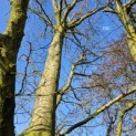 Carpinus betulus - 6
