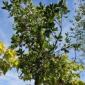 Arbutus unedo - 2