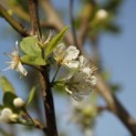 Prunus domestica 'Opal' - voorbeeld bloesem