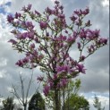 Magnolia 'Ricki' - 3