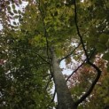 Fagus sylvatica 'Atropunicea' - Foto 2