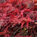 Acer palmatum 'Garnet' - Foto 1
