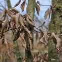 Carpinus betulus - februari 2025