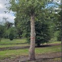 Betula nigra - Foto 2