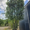 Quercus ilex - Foto 6