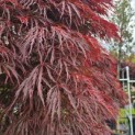 Acer palmatum 'Garnet' - 1