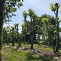 Platanus x Hispanica - 1